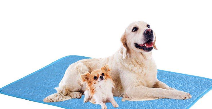 Golden retriever on the printed mat
