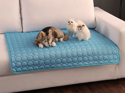 Dog and cats on the mat, sofa scene